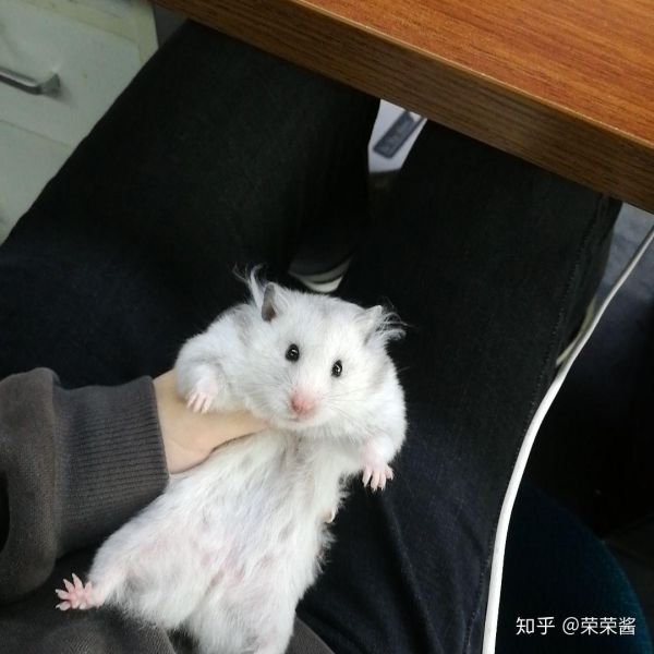 一只仓鼠能活多久_仓鼠可以活多少天_一只仓鼠能活多久