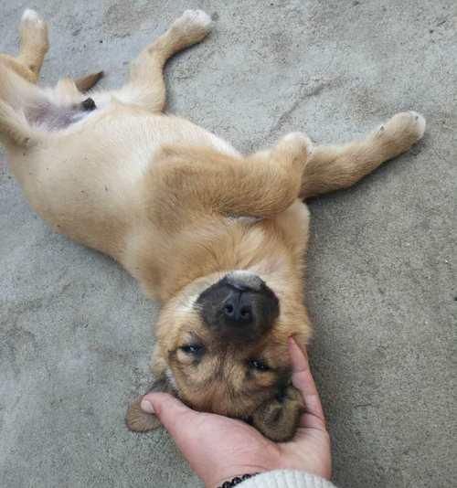 狗狗产仔的全过程（了解宠物繁殖）