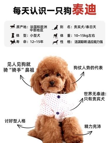 超全泰迪大揭秘，你真的了解它吗？