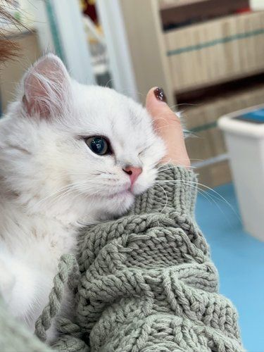 性格超级好的小猫