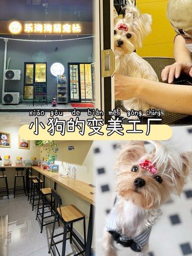 哪吒探店｜宠物店美容日常又变可爱香香啦！