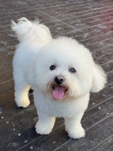 洗澡放松狗狗！！焕然一新过新年！！！