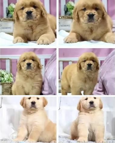 中山哪里可以宠物中山当地哪里有犬舍