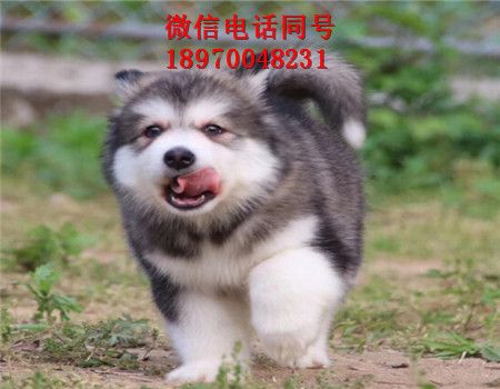 嘉兴犬舍倒闭，狗出售，嘉兴门户网