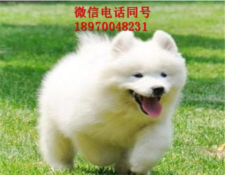 嘉兴犬舍倒闭，狗出售，嘉兴门户网