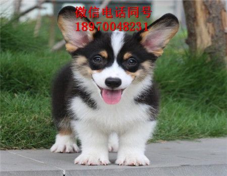 嘉兴犬舍倒闭，狗出售，嘉兴门户网