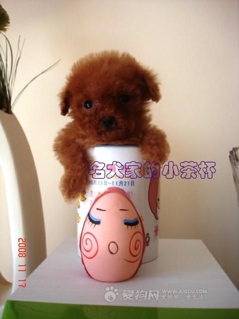 搜狗问问