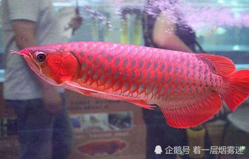 金龙鱼与哪些鱼类搭配养?揭秘黄金搭档!