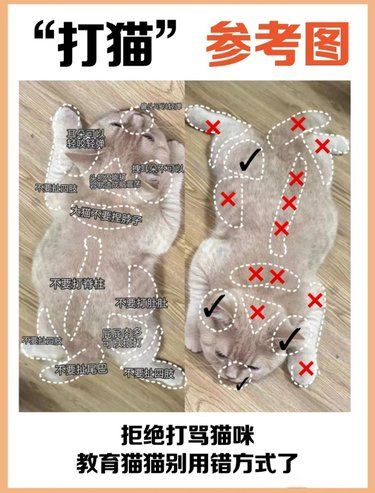 猫咪又调皮了！怎么教育他呢看这里就对了