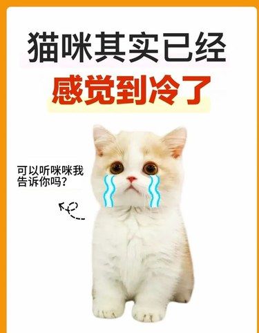 降温了！猫咪感觉到冷的表现