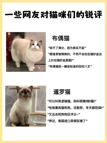 一些网友对各类小猫咪的锐评