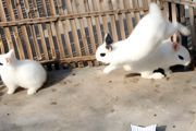 公兔子怎么养 养公兔子方法介绍