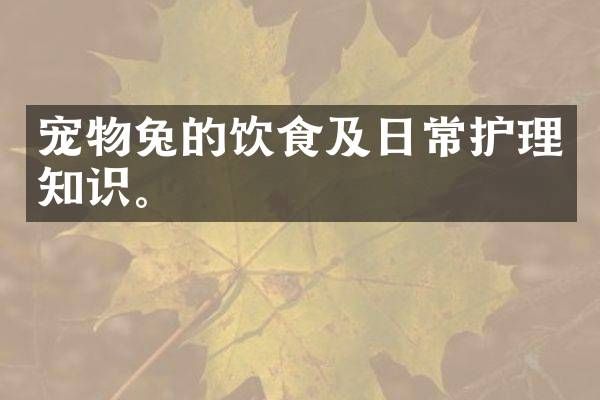 宠物兔的饮食及日常护理知识。