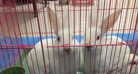 兔子脚垫孔多大的最好