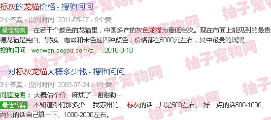 标灰龙猫市场价格