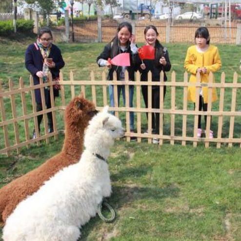 萌宠社吉安宠物乐园，让你体验前所未有的宠物乐趣！