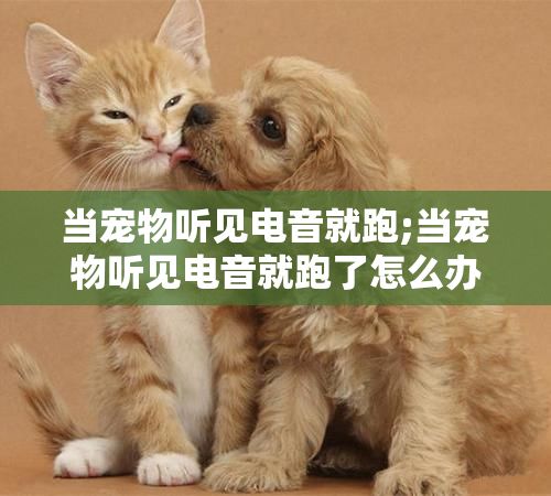当宠物听见电音就跑;当宠物听见电音就跑了怎么办