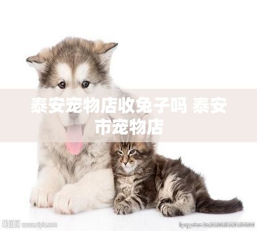 泰安宠物店收兔子吗 泰安市宠物店