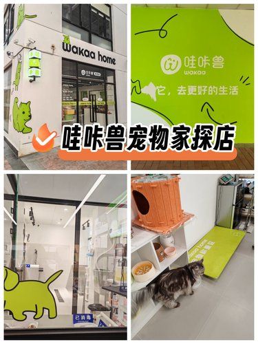 冬日撸猫正当时，可可爱爱小猫咪[爱心][比心]