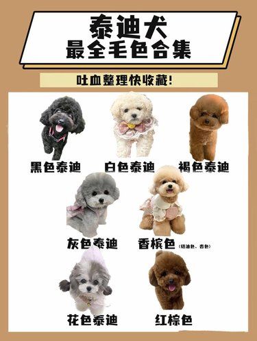 你真的了解泰迪的颜色吗？