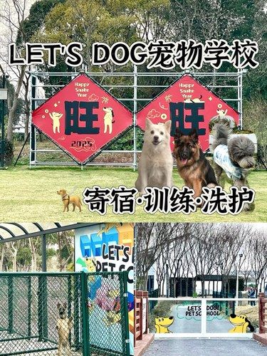 一站式狗狗学校LET'S DOG，超赞的‼️