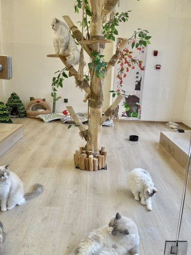 义乌的！猫咪寄养酒店太香了吧……