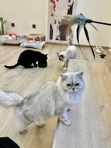 喵皇专属！首家奢华猫咪酒店曝光！