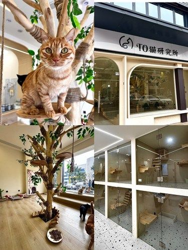 义乌的猫咪家长注意啦！