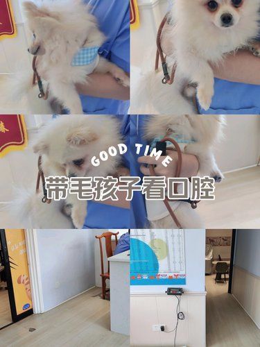 好莱宠物医院——守护狗狗口腔健康