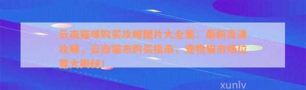 云南猫咪购买攻略图片大全集：最新高清攻略，云南猫市购买指南，宠物猫市场位置大揭秘！