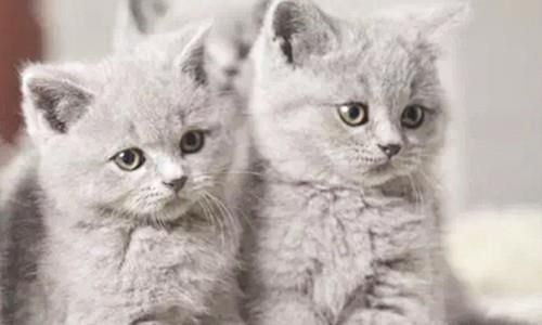 宠物猫哪里买？？国内宠物猫市场调查及购买指南