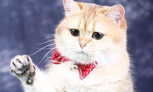 宠物猫哪里买？？国内宠物猫市场调查及购买指南