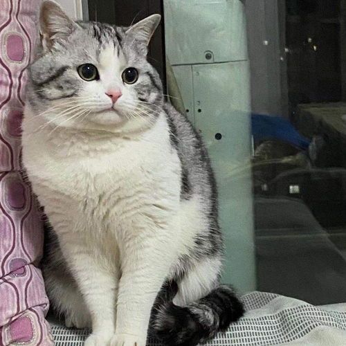 宠物猫哪里买？？国内宠物猫市场调查及购买指南