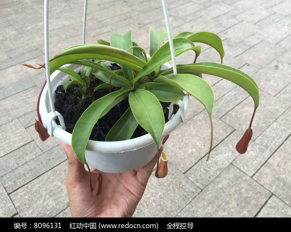 猪笼草图片