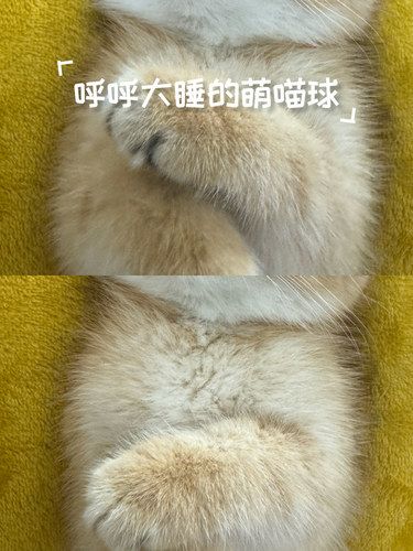 呼呼大睡的萌喵球