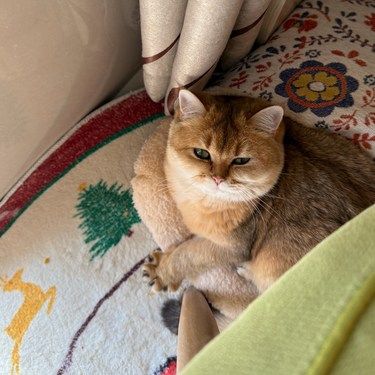 真羡慕小猫咪，随时都能眯一会儿