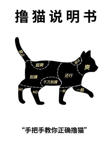 治愈系撸猫大法，你get了吗？‍♀