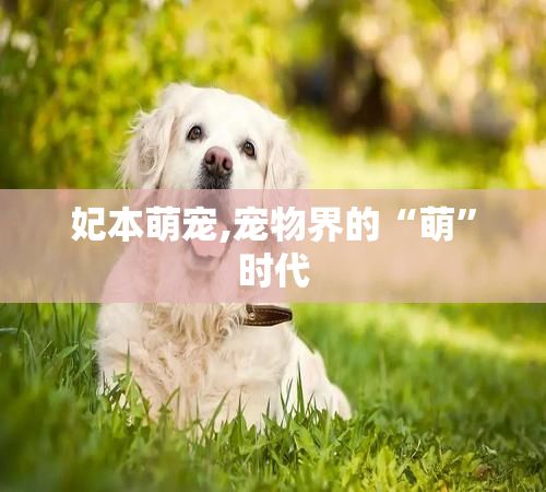妃本萌宠,宠物界的“萌”时代