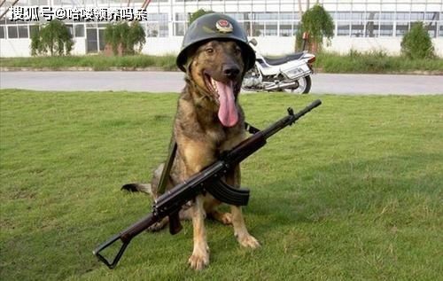 军犬英勇牺牲，宠物界也需铭记英雄！