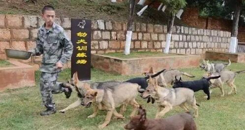 军犬英勇牺牲，宠物界也需铭记英雄！