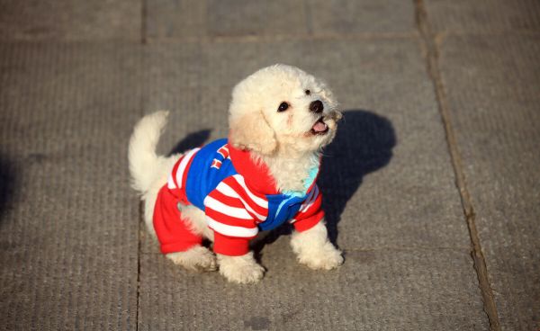 狗狗冬天要穿衣服吗？揭秘宠物冬季保暖的正确方式