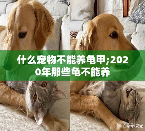 什么宠物不能养龟甲;2020年那些龟不能养