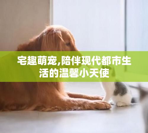 宅趣萌宠,陪伴现代都市生活的温馨小天使