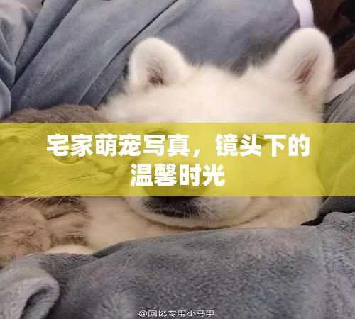 宅家萌宠写真，镜头下的温馨时光