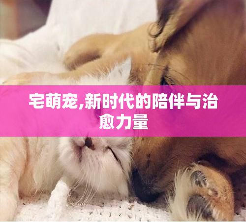 宅萌宠,新时代的陪伴与治愈力量