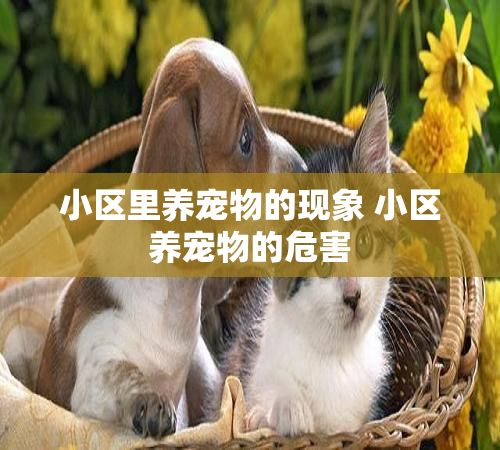 小区里养宠物的现象 小区养宠物的危害