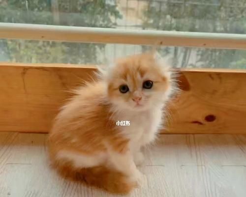 最适合新手养的5个月大猫咪（初养猫咪的新手必知）