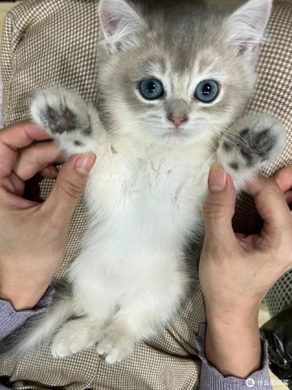 养猫新手必学技巧