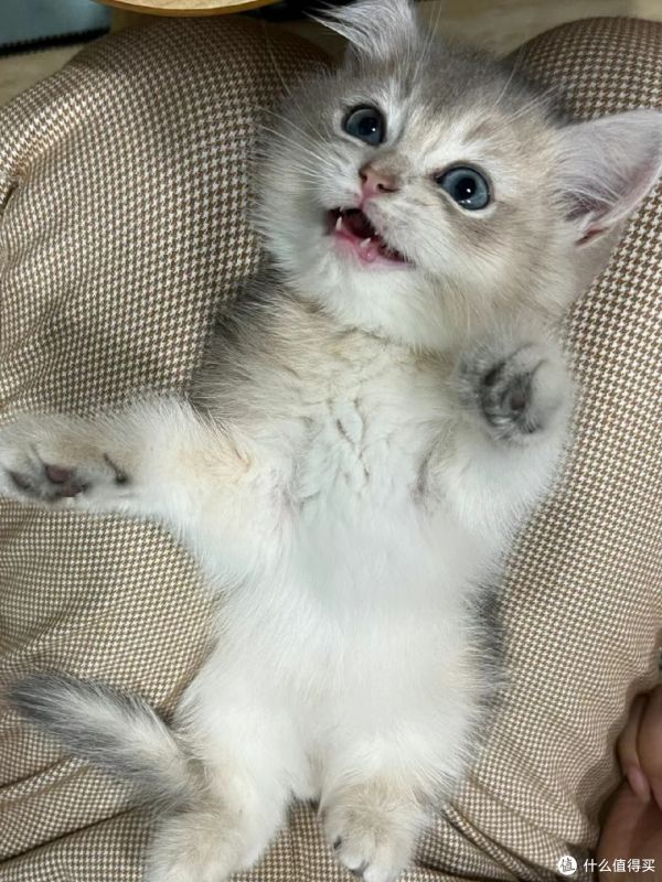 养猫新手必学技巧
