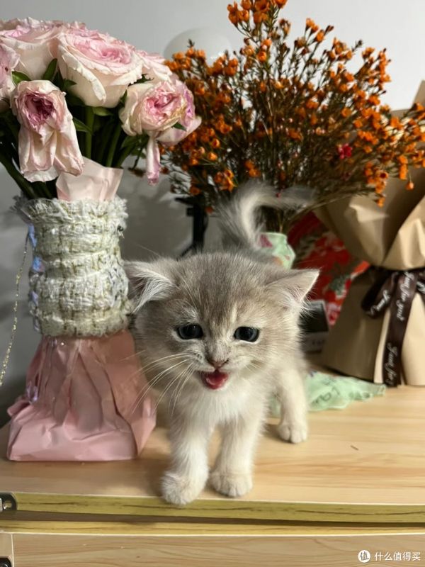 养猫新手必学技巧